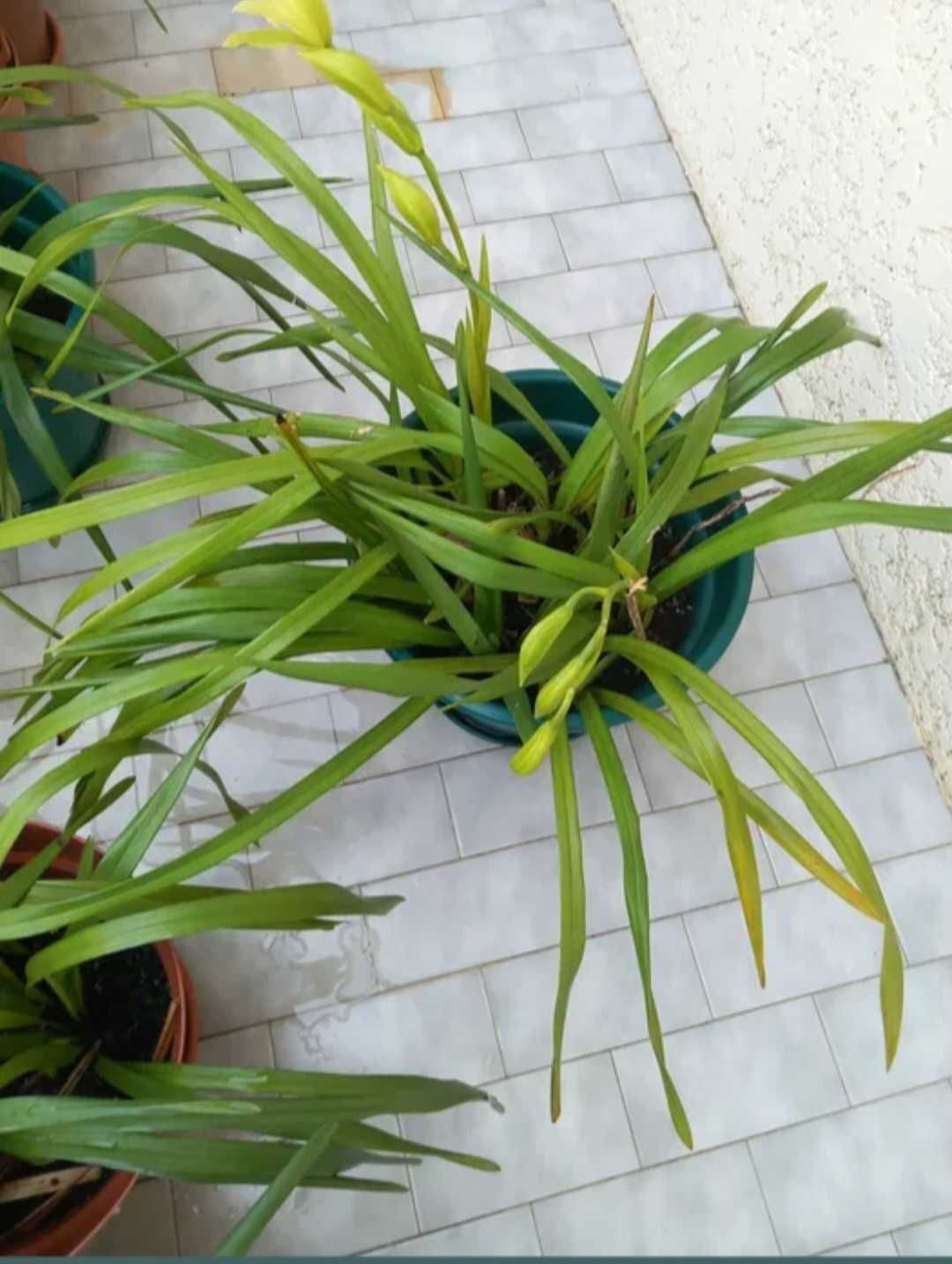 Orquideas amarelas muito resistentes de exterior