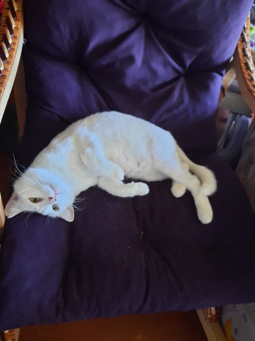 Отдам белую кошку, стерилизована,привита, 1 год