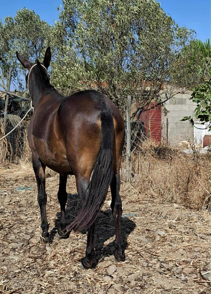 Macho engatado com 9 anos