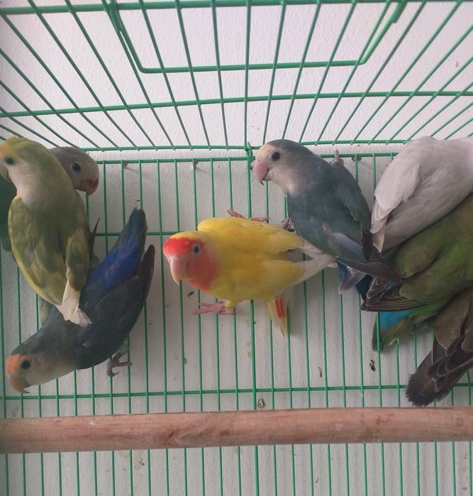 Roseicollis Loja Profissional