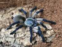 Samica adult Monocentropus balfouri