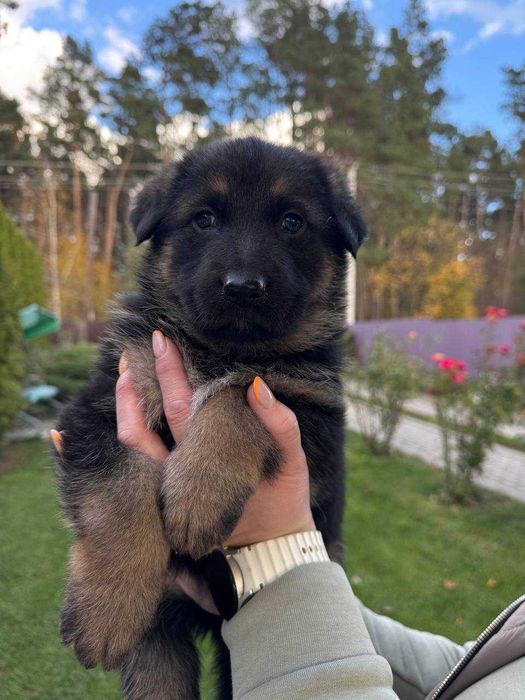 Щенята німецької вівчарки