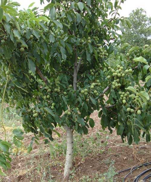 Саджанці горіха Буковинська Бомба, саженцы ореха. горіх. Кочерженко