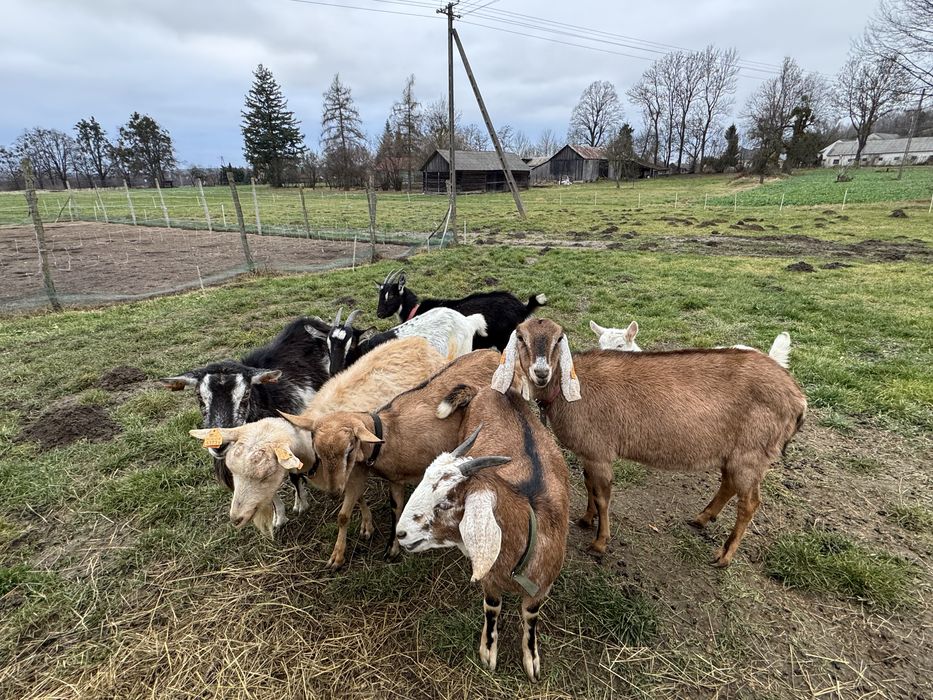 Likwidacja Stada Kóz Kozy Koza
