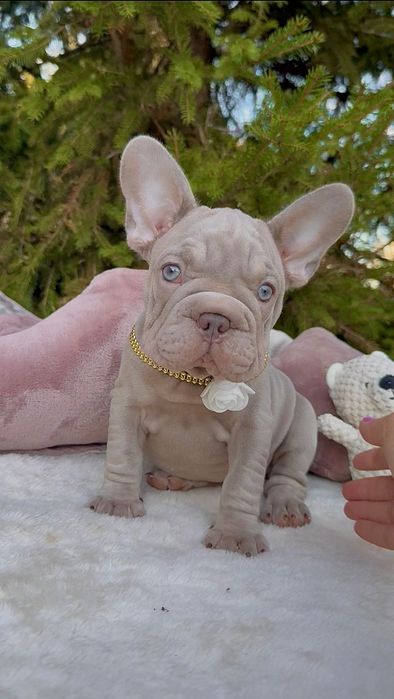 Buldog Francuski dziewczynka New shade Isabella