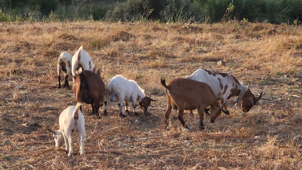Cabras anãs para venda