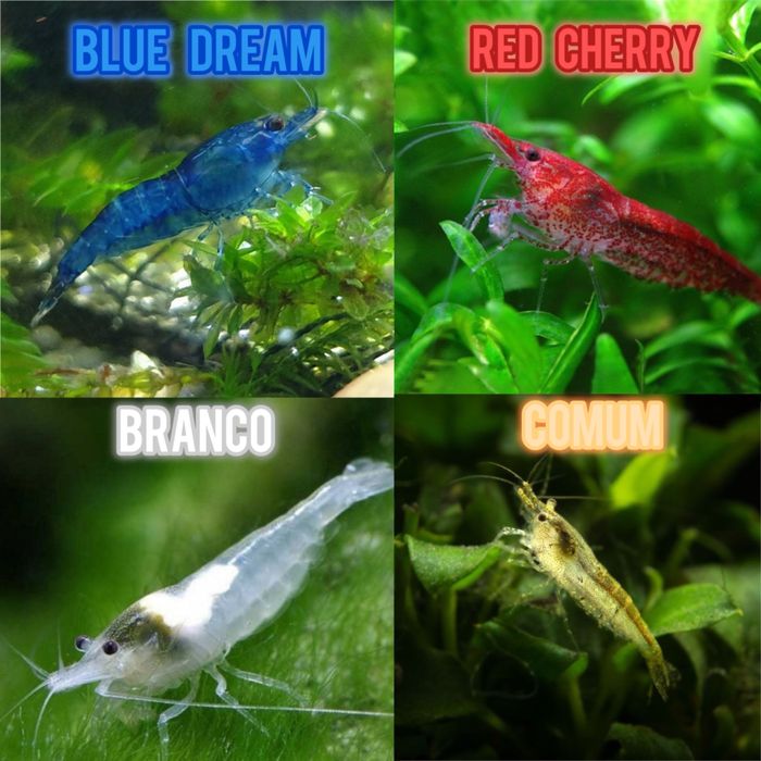 Camarões Neocaridina
