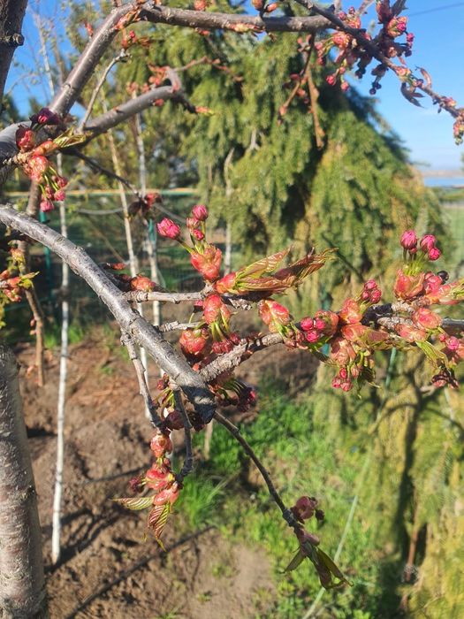 Сакура плакучая сорт канзан взрослые деревья 200см