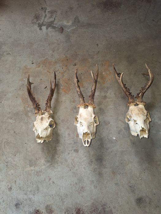 Sprzedam poroża koziołków.