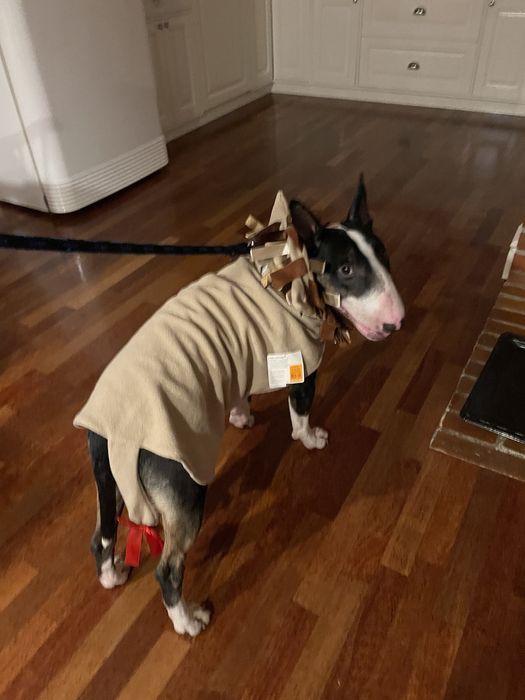 Polar bluza ubranko dla psa bullterrier stafford amstaff bluza
