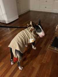 Halloween ubranko dla psa bullterrier stafford amstaff bluza