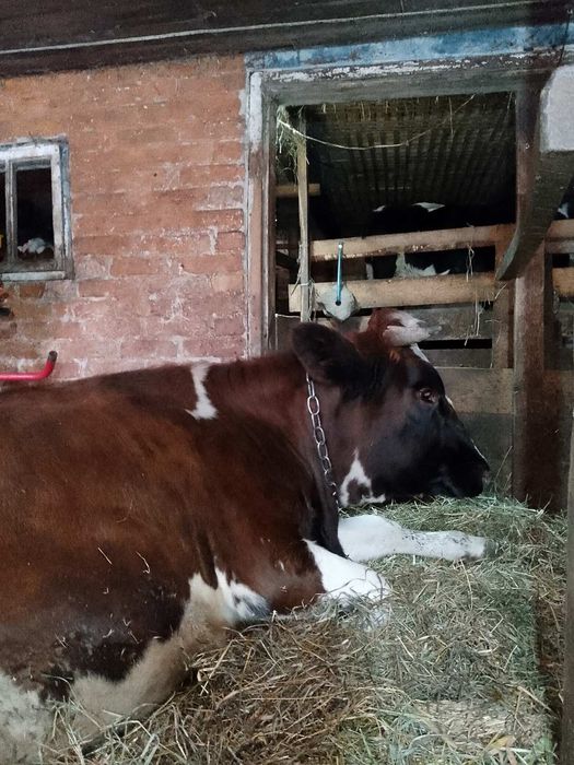 Продам бичка с. Грушів