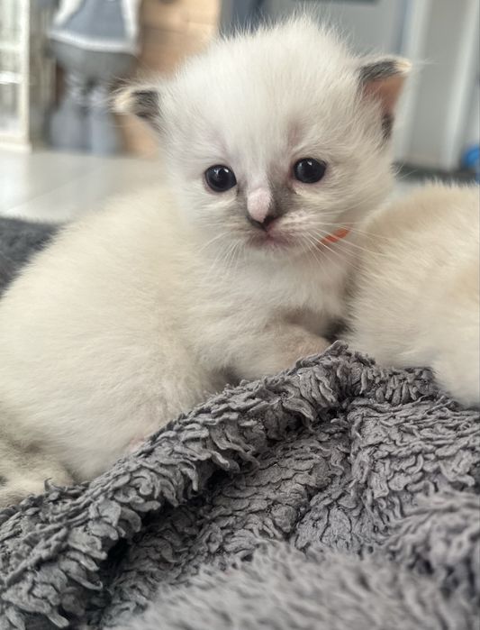 Cudna kotka rasy Ragdoll