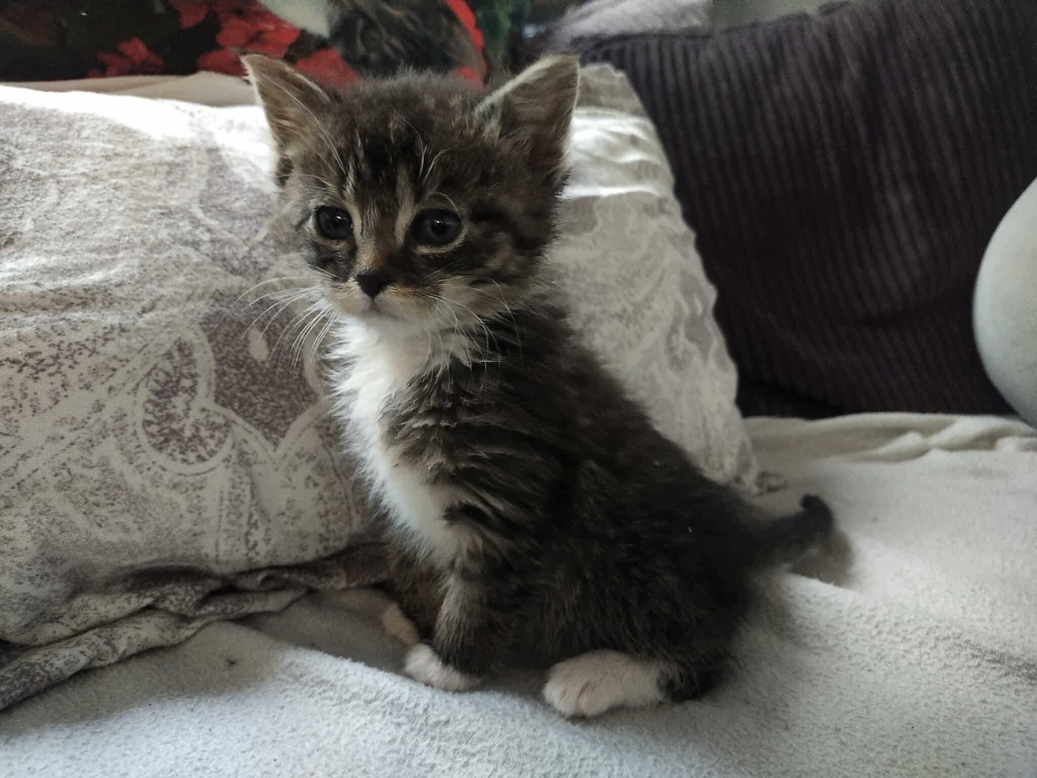 Kocurek do adopcji