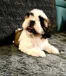 Szczeniak suczka Shih Tzu