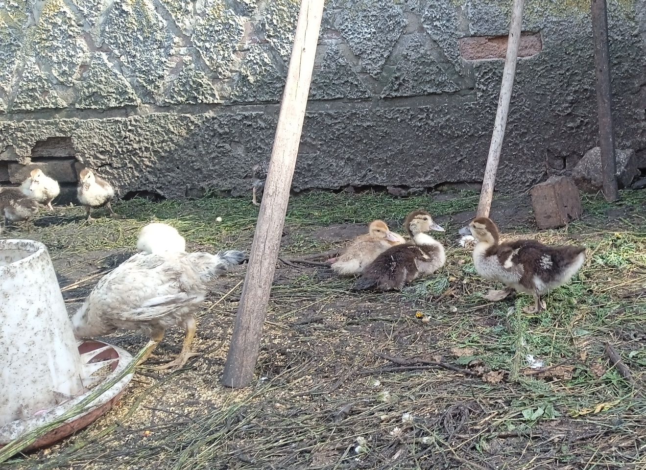 Каченята мускусні, індикаченята, качки шипуни, індикачки