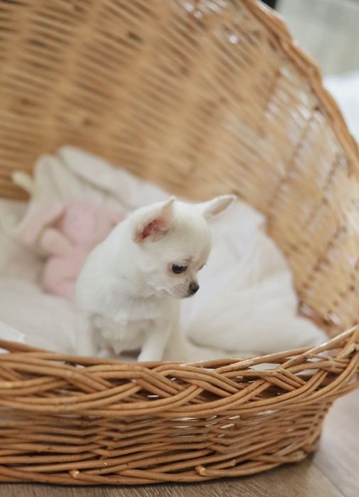 Chihuahua Mini dziewczynka  na kolanka