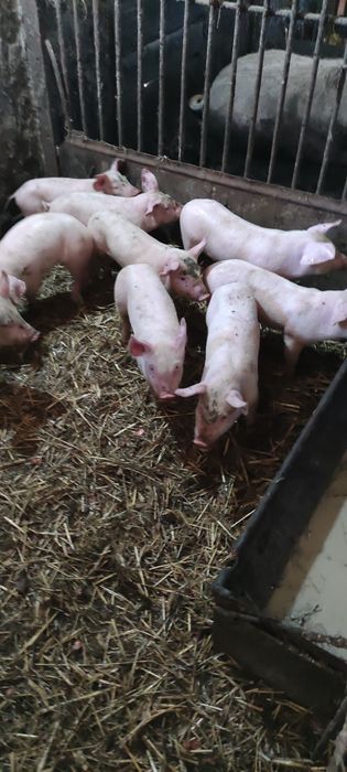 Продам поросята ландрас із пєтреном