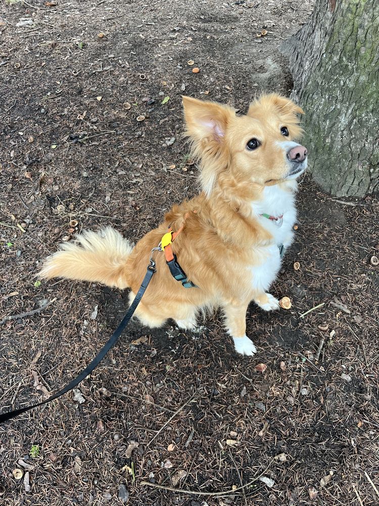Перетримка собак, няня для собаки, дог сіттер, dog sitter