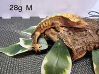 Gekony orzesiony Harlequin, dalmatian