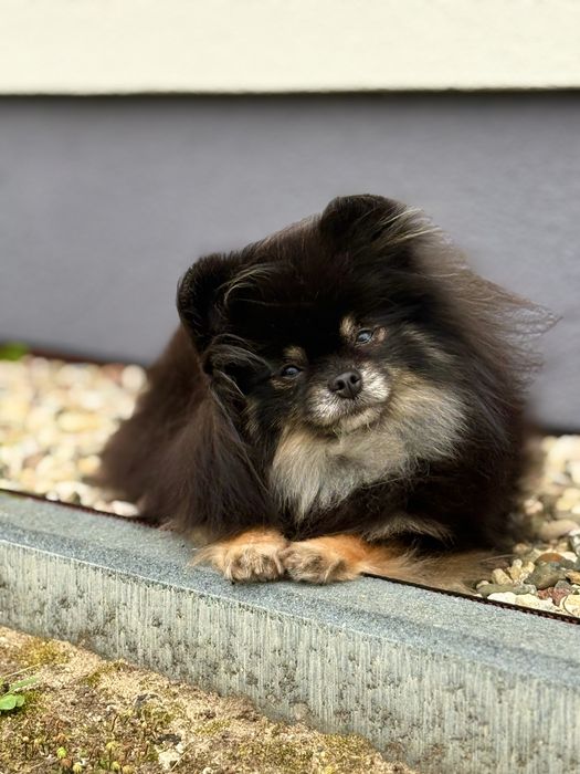 Śliczny miś! Szpic miniaturowy z Rodowodem