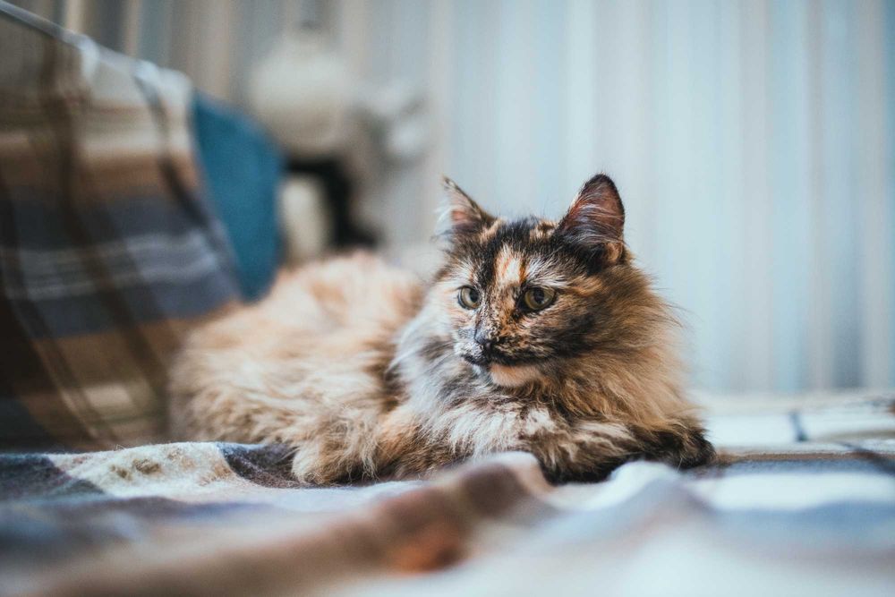 Кошенятко дівчинка 9 місяців шукає сім'ю