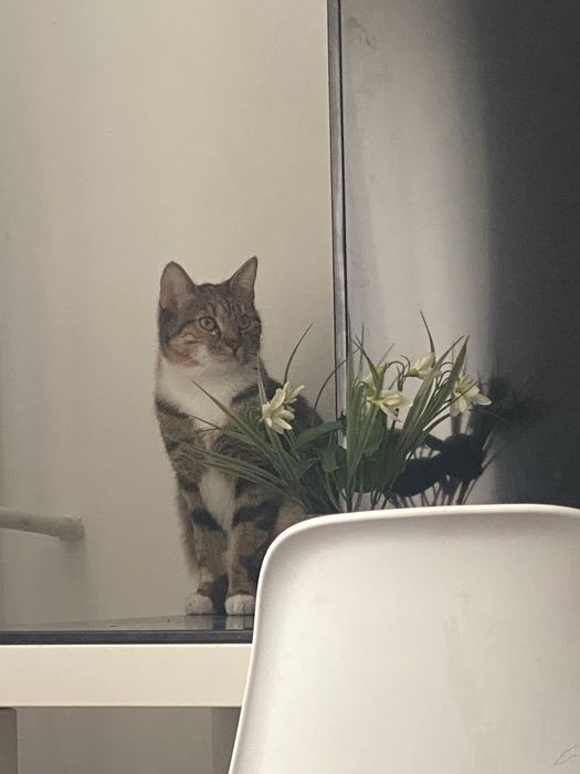 Oddam kota Dobrzy ludzie