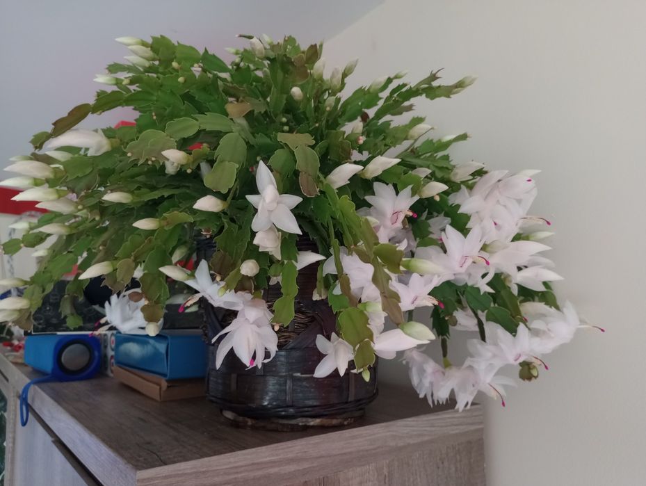 Fiołek afrykański + kalanchoe + grudnik czerwony, biały