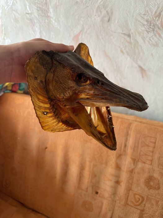 Suszona głowa szczupaka – dekoracja wędkarska, trofeum