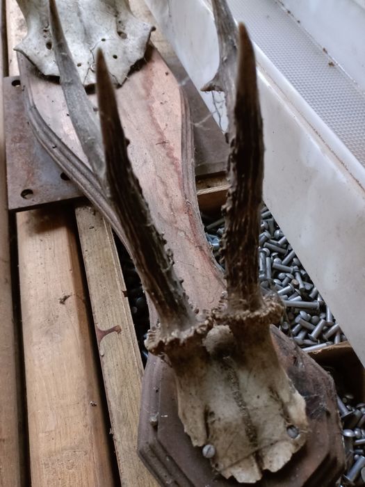 Poroże na desce poroża