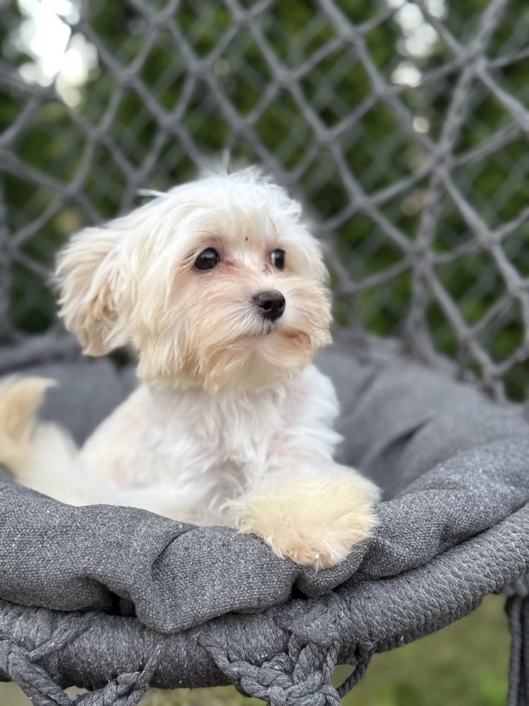 Maltipoo sunia  F1 GOTOWA DO ODBIORU, maltańczyk i pudel toy