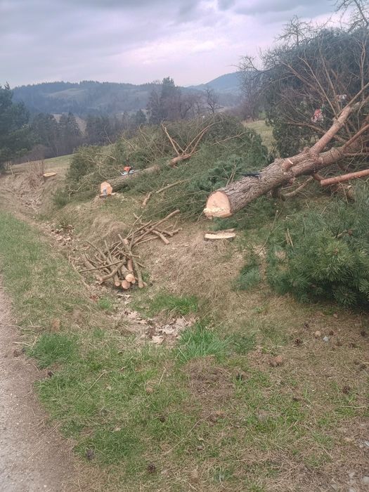 Wycinka drzew, formowanie krzewów i żywopłotów, koszenia