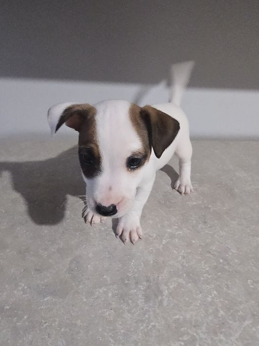 Jack Russell terrier