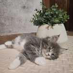 Kocurek Maine Coon