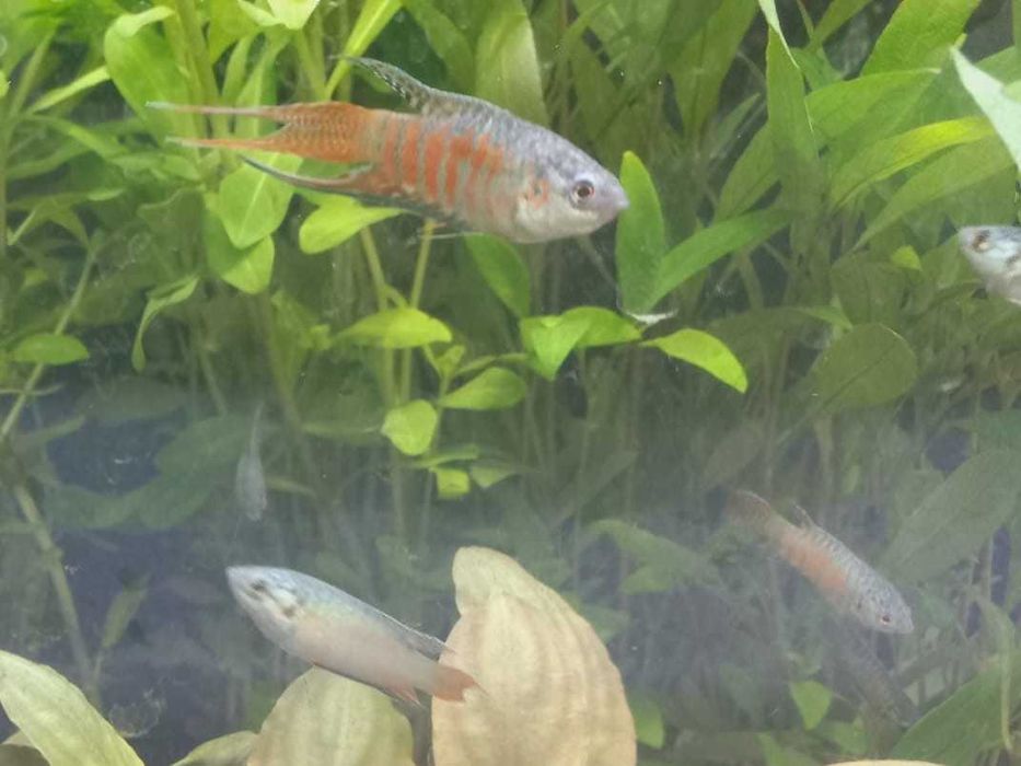 Macropodus opercularis blue \ Paraiso Azul