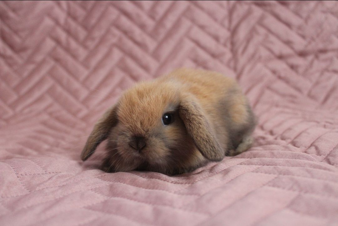 Mini lop króliki karzełek miniaturka baranek