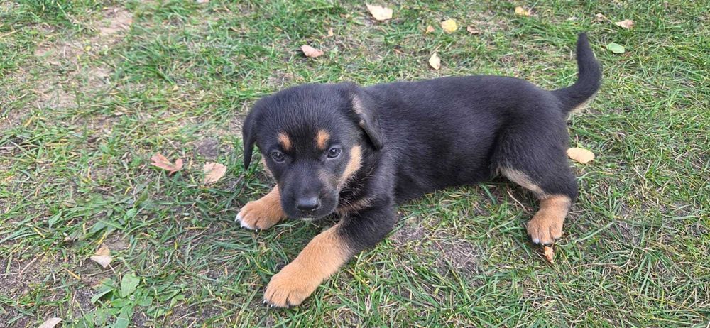 Szczeniaki suczki oddam za darmo matka owczarek niemiecki pieski