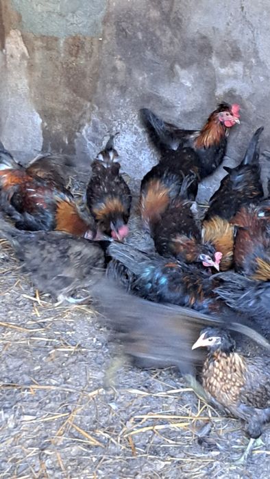 19 granizos para criação