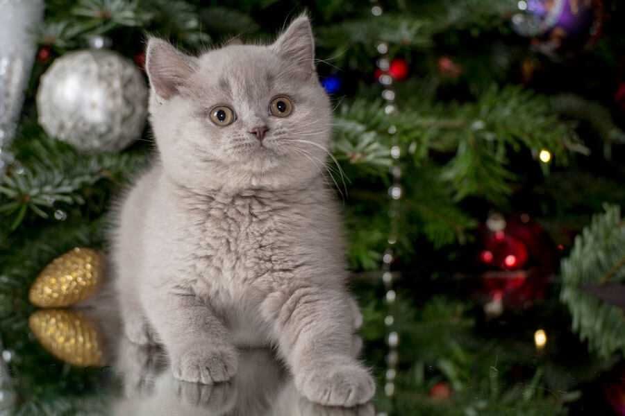 British Shorthair lilac