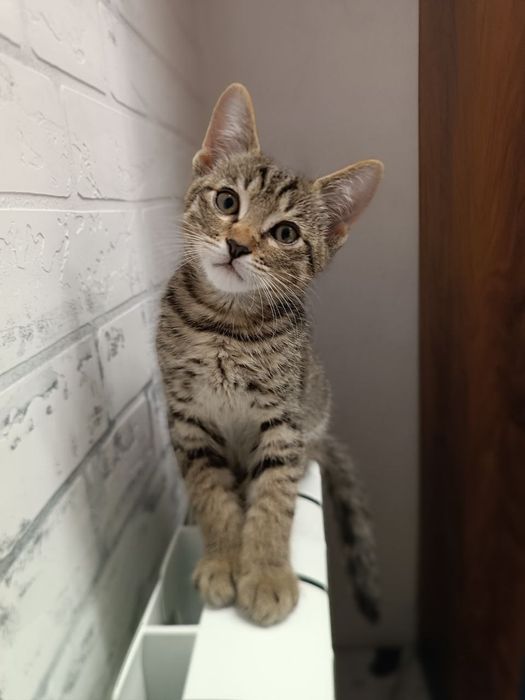 Кошенятко хлопчик в пошуках найкращої родини