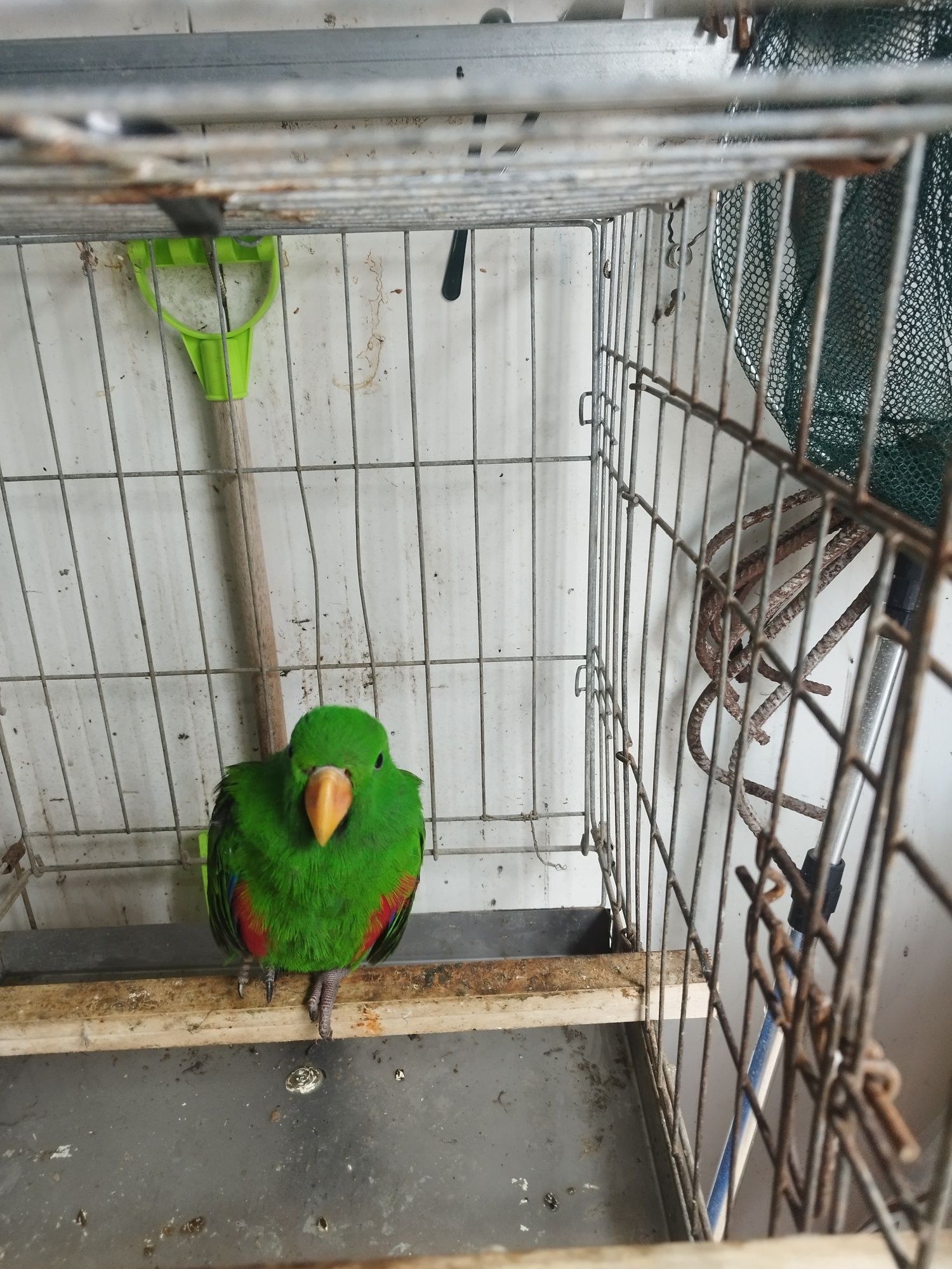 Disponível 2 machos ecletus