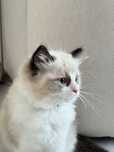 Ragdoll z rodowodem- piękna, urocza, spokojna kotka