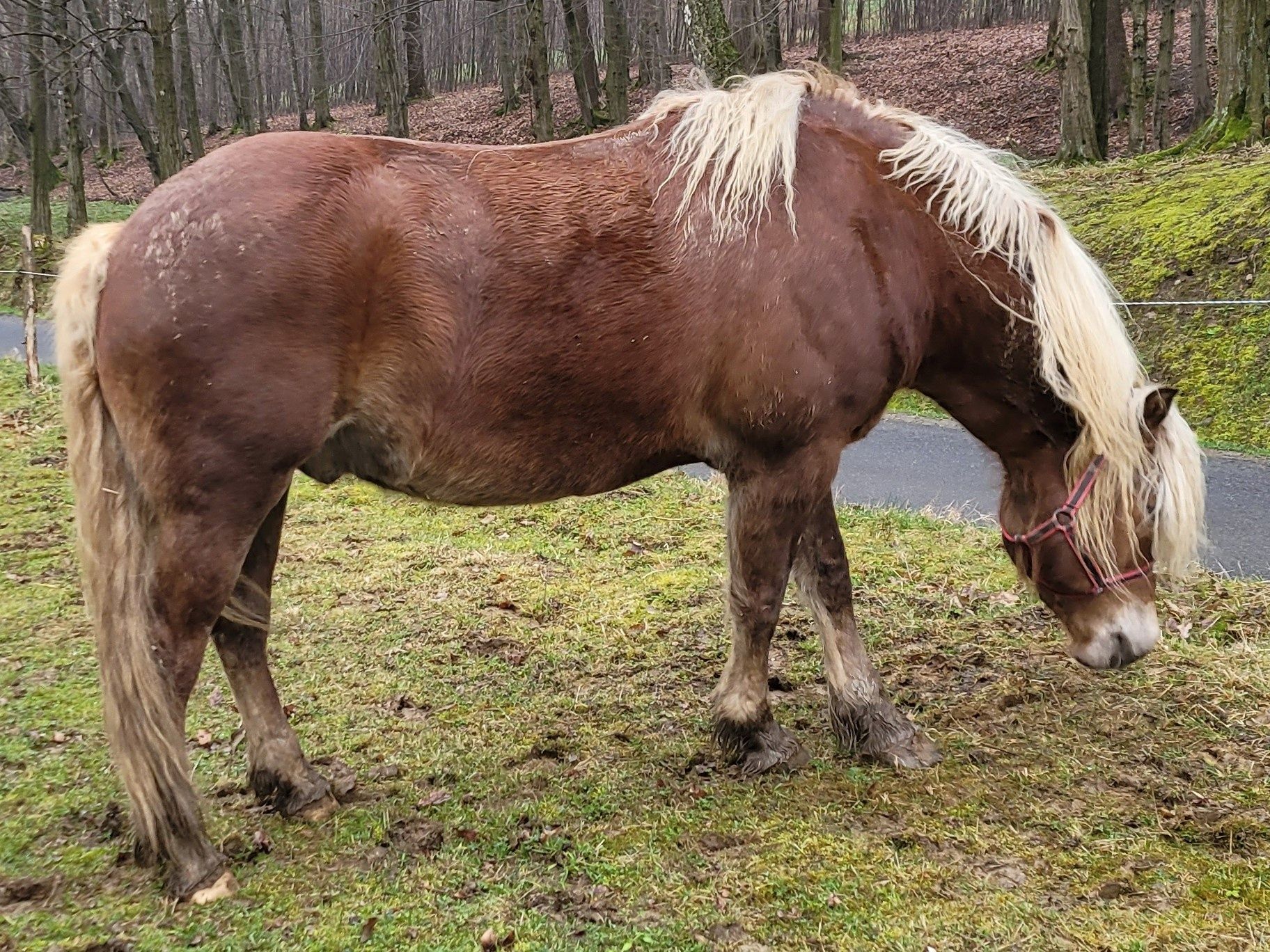 Ogier haflinger z licencją