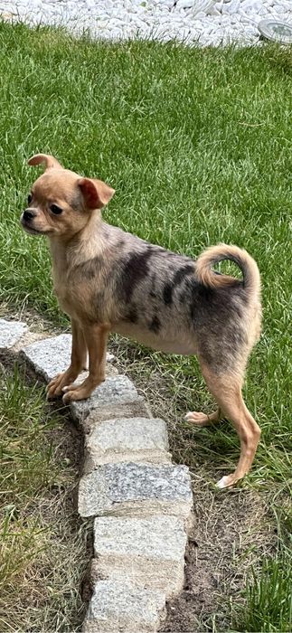 Przesliczna dziewczynka Chihuahua  choco merle tan