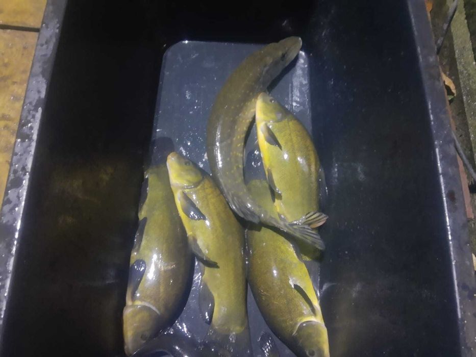 Lin z własnej hodowli