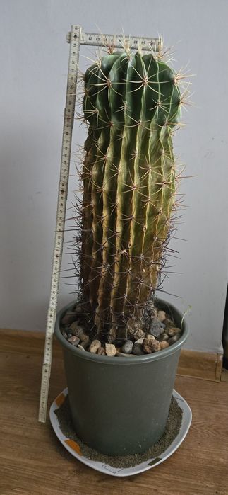 Kaktus Echinopsis 8 CM