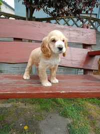 Cocker spaniel szczeniak suczka