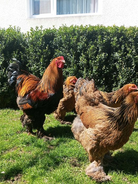 Кури брама куріпчаста