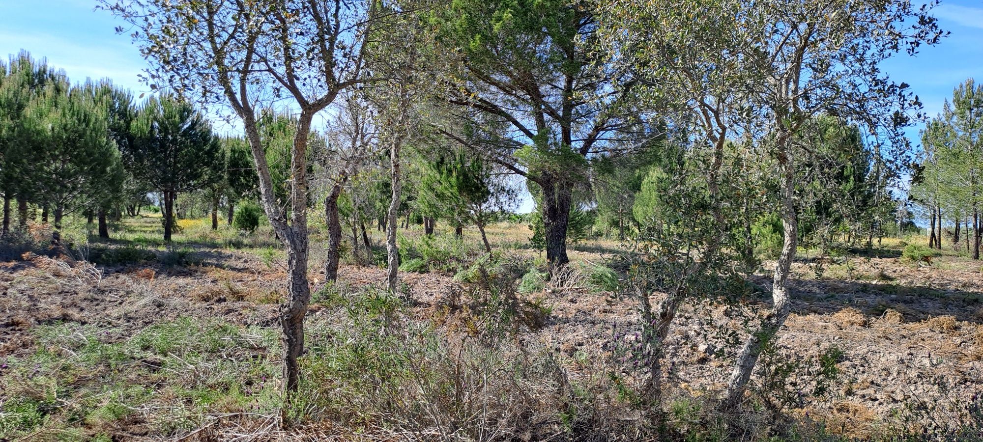 Vende-se Pequena Herdade em Abrantes