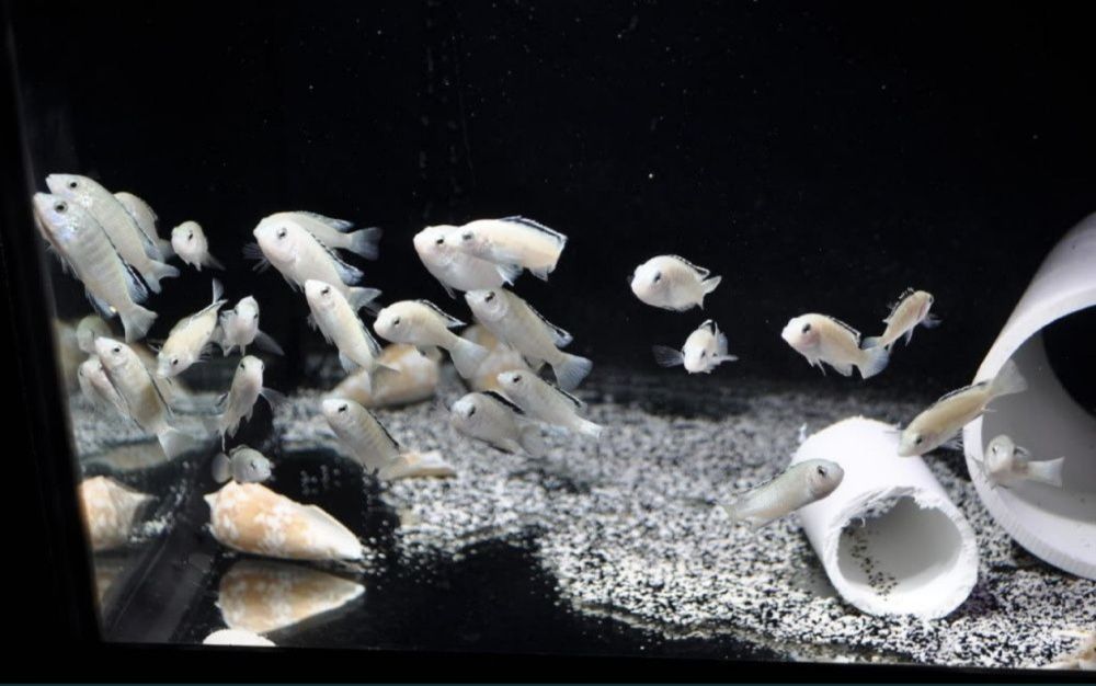 Лабідохроміс нката бей